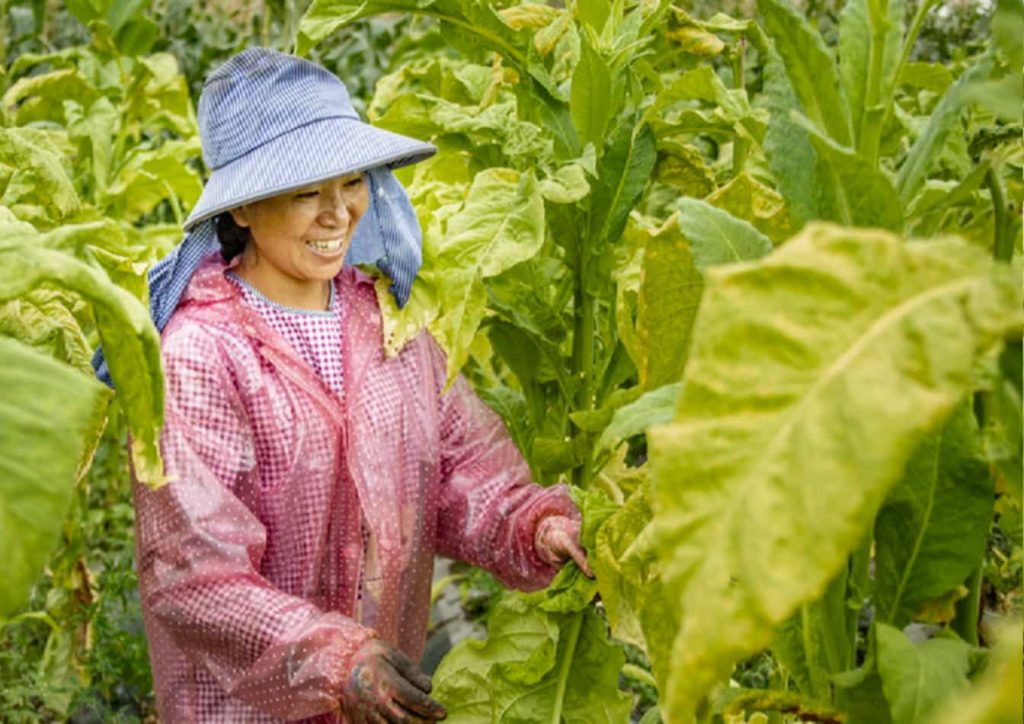 Chinese farmer tending to tobacco plants
