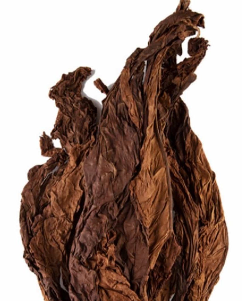 Close-up of Dark Air-Cured tobacco leaves hanging to dry.